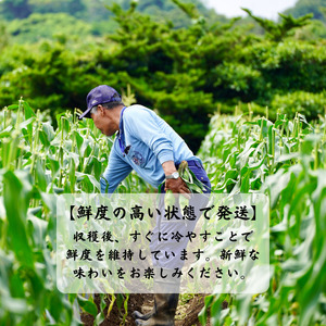  【 6月 限定 】 種子島 産 朝どれ とうもろこし (30～36本)　NFN320【550pt】 