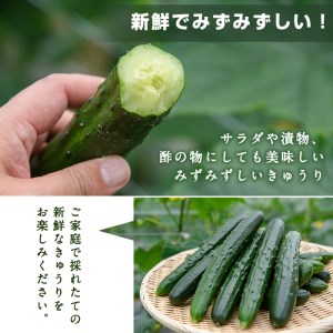 宮崎県産きゅうり(2.5kg)野菜 やさい サラダ 胡瓜 漬物 キムチ 冷蔵【NS-2】【中澤農園】
