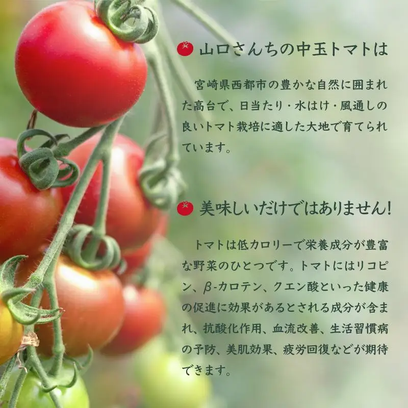山口さんちの中玉トマト 約2kg シンディースイート 宮崎県西都市産とまと【先行予約】＜2-8a＞★