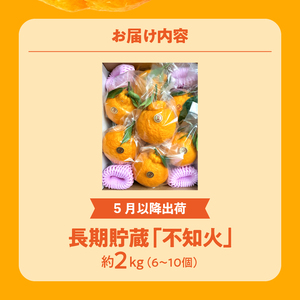 数量限定【5月以降出荷】夏季まで美味しさを保つ、長期貯蔵「不知火」約2kg