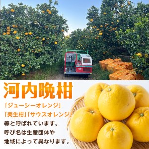 【先行予約】 河内晩柑 10kg 河内晩柑 【江崎果樹園】 i798