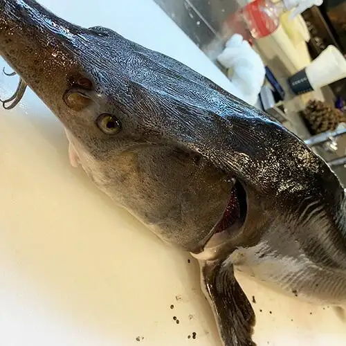 小江戸黒豚鉄板懐石オオノ食事券 ／ チケット 和食料理 埼玉県