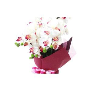 造花 シルクフラワーの胡蝶蘭の鉢植 3本立 光触媒 ホワイトオーキッド ／ お花 コチョウラン 埼玉県