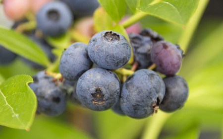 【2026年6月下旬発送開始予定】 【数量限定】 採れたて ブルーベリー 約600g ＜ 福祉事業所 ポパイの家 ＞ ／ ブルーベリー 生ブルーベリー 冷蔵 新鮮 産地直送 旬 フルーツ 果実 果物 くだもの 期間限定 季節限定 朝採れ 朝採り ふぞろい 不揃い 岩手県産 八幡平市産 おすすめ オススメ