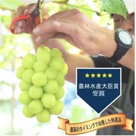 【2026年発送】シャインマスカット2房 (計1kg程度) 生産者直送 ! 山梨市万力産_甘いシャインマスカット あまいシャインマスカット 美味しいシャインマスカット おいしいシャインマスカット 人気のシャインマスカット_【配送不可地域：離島】【1227218】