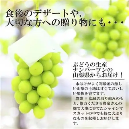 【2026年発送】極上!農福連携シャインマスカット2房(2房1.2kg程度)【配送不可地域：離島】【1368293】