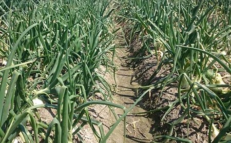 淡路島産玉ねぎ 3kg　◆配送令和8年5月中旬～