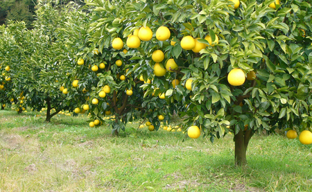 河内晩柑 9kg （M～5L） 【家庭用】 大容量 ばんかん バンカン 晩柑 夏文旦 みかん 柑橘