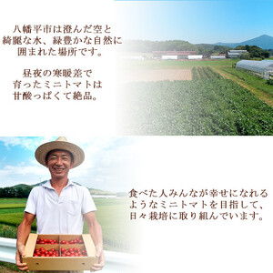 【2026年7月中旬より順次発送開始予定】 岩手県産 EM栽培 ミニトマト キャロル10 約3kg ／ とまと ミニ トマト みにとまと プチトマト EM em栽培 em 新鮮 旬 お弁当 夏野菜 旬野菜 季節野菜 期間限定 季節限定 産地直送 農家直送 直送 季節物 国産野菜 おすすめ ひまわりガーデン