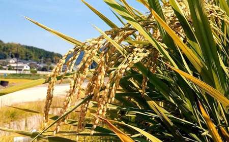 無洗米 岡山県産 こしひかり 10kg（5kg×2袋）【2026年8月上旬まで発送予定】【お米 米 おこめ こめ コメ 白米 コシヒカリ 特産品 国産 岡山県 倉敷市 人気 おすすめ】