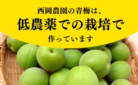 青梅（ジュース・梅酒用）約5kg | 果実 かじつ カジツ 梅 うめ ウメ ジュース 奈良県 五條市 シロップ 