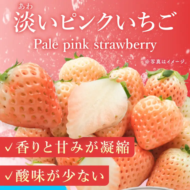 【数量限定】冷凍いちご 希少なプレミアム白イチゴ『淡雪』1kg入×2袋 合計2kg オリジナルレシピ有り（DO-1）