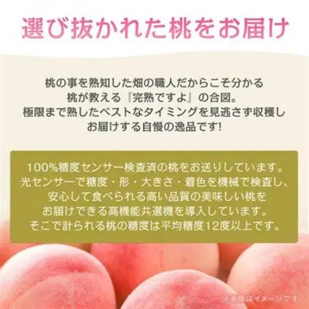 《2026年発送》桃 『白桃系』 約2kg 5～8玉 朝もぎ直送! 選び抜かれた桃【配送不可地域：離島】【1275890】