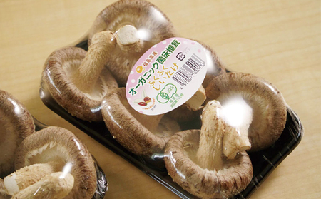 オーガニック 菌床生しいたけ 約500g きのこ 野菜 国産 GAP認証 有機JAS認定 食物繊維 ビタミン ミネラル 