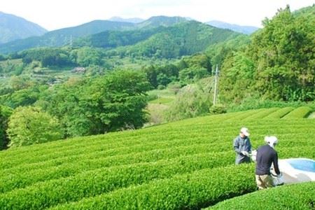『松田ブランド』松田町産「丹沢大山茶」詰合わせ