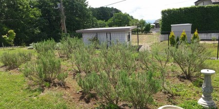 海のしずく石鹸　農薬不使用で育てたローズマリーの粉末を配合　2個入りセット [h311]