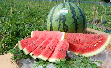 抜群の甘さ! スイカ 1玉 大玉 (6kg以上) 甘い 高糖度 西瓜 すいか 種なし 黒玉 産地直送