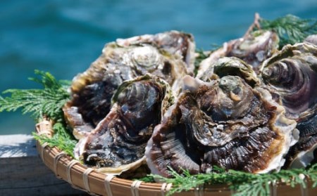 牡蠣【夏が旬！超大粒】九十九島 岩がき 「大夏(おおなつ)」【マルモ水産】牡蠣　牡蠣　牡蠣　牡蠣　牡蠣