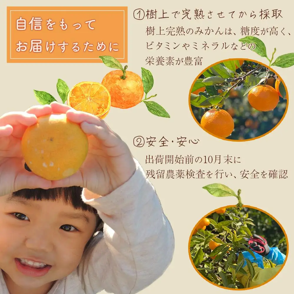 有田みかん 小粒 5kg みかん 甘味凝縮 産直45年 5代目 武内園 完熟