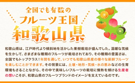 【先行予約】完熟 温州みかん 約5kg (45~55玉) こだまファーム《2026年10月中旬-2027年2月中旬頃出荷》 みかんみかんみかん
