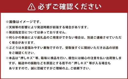 岡山県産紫苑 1房 約600g【2026年11月上旬～11月下旬まで発送予定】【葡萄 ぶどう ブドウ フルーツ 果物 岡山県 倉敷市 おすすめ 人気】