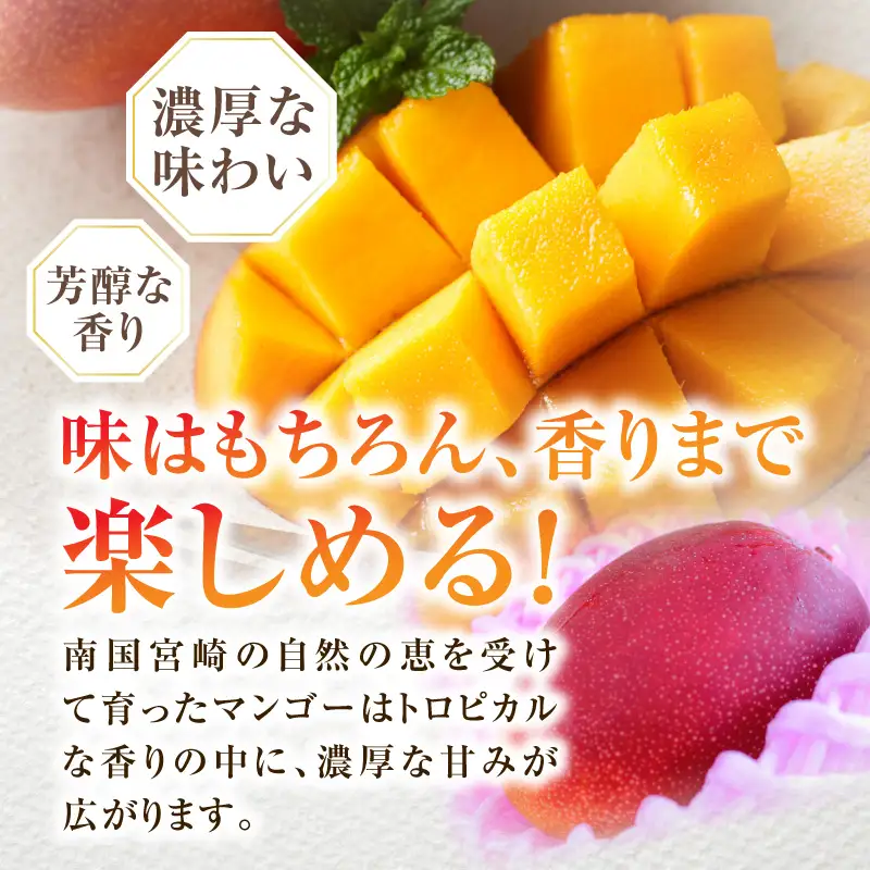 マンゴー 完熟 マンゴー[《2026年発送》【数量・期間限定】 宮崎県産完熟マンゴー 2L×2玉]