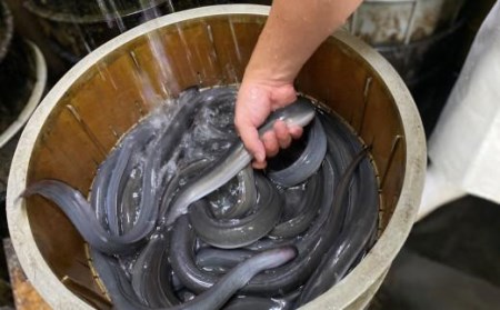 【国産】炭火焼うなぎ蒲焼2尾分 (タレ・山椒付)// うなぎ 鰻 ウナギ うなぎウナギ鰻蒲焼 国産うなぎ鰻ウナギ 貝塚市うなぎ鰻ウナギ 老舗料理屋うなぎ鰻ウナギ