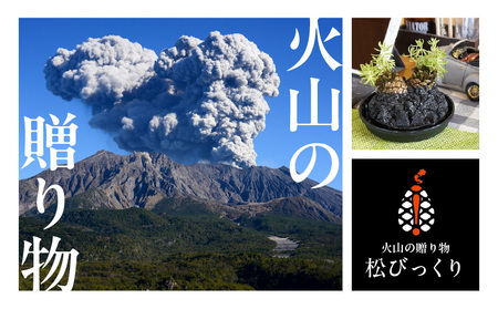 火山の贈り物 ミニ観葉植物『松びっくり』 溶岩土台松ぼっくり苔植物 K089-001