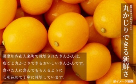 ジュわっとジューシーきんかんの甘露煮 3袋 ZS-796