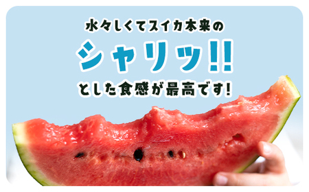 【先行予約】【6月上旬から発送】レッドサンスイカ（約8kg～約9.8kg×1玉）【 ふるさと納税 人気 おすすめ ランキング レッドサン スイカ 西瓜 すいか 西瓜 果物 フルーツ 国産 産地直送 甘い 野菜 千葉県 山武市 送料無料 】SMAF001