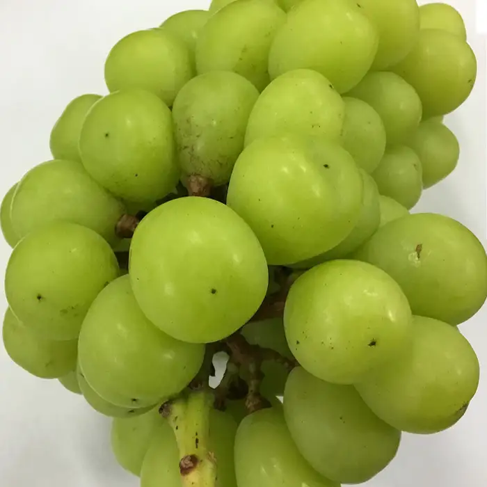 【訳あり】シャインマスカット晴王1房【2026年9月中旬～10月下旬発送予定】（いばら愛菜館）