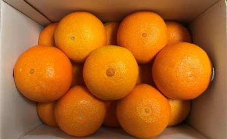 【2026年12月上旬から順次発送】愛媛が誇る最高級柑橘【愛果28号】ご家庭用6kg(30個前後)　あいか ご家庭用 みかん 数量限定 みかん 愛媛県産 みかん 愛果28号 松山市 みかん 愛果28号 みかん 蜜柑 愛果28号 ミカン みかん 旬 愛果28号 愛媛県 松山市【AB0022】