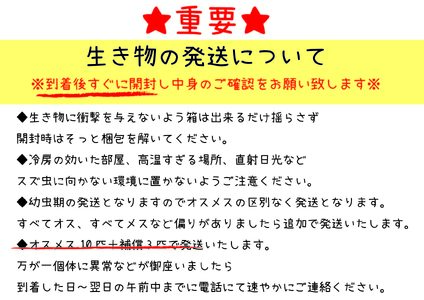 【自由研究に！！】秋の風物詩☆スズムシ飼育セット【2026年6月下旬～ 2026年7月下旬】【A217-frks113】