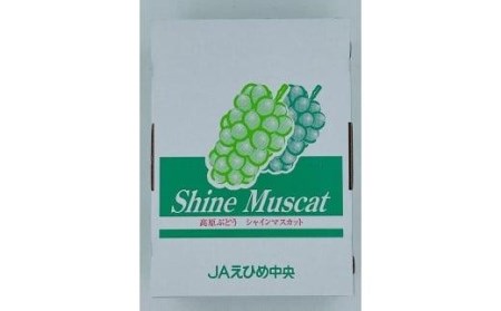 【先行予約 2026年8月下旬から順次発送】 松山市産 シャインマスカット 4～5房（1.8kg） ぶどう 葡萄 フルーツ 果物 産地直送 松山市産 フジ・アグリフーズ 期間限定 くだもの ブドウ 大粒 おすすめ  旬【FA029】