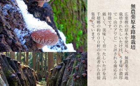 高千穂郷産天白茶花どんこギフト 115g 椎茸 きのこ 干し椎茸 露地栽培 どんこ 贈答 贈り物 ギフト プレゼント 料理 アレンジ 出汁 煮物 炒め物 スープ お吸い物 ちらし寿司 筑前煮 炊き込みご飯 グルメ お取り寄せ 普段使い 宮崎県 高千穂町 _Tk005-046