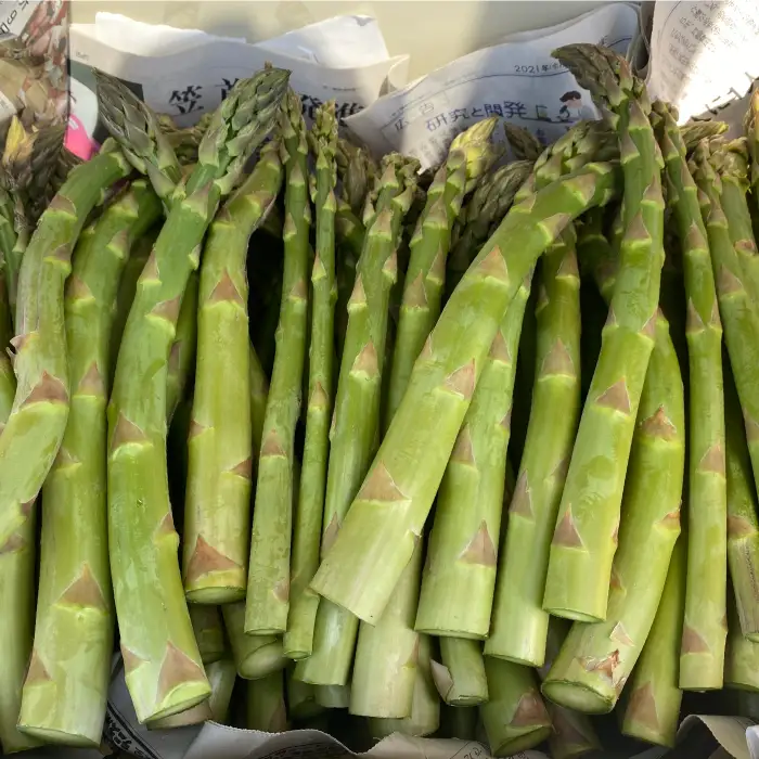 数量限定！北海道三笠産グリーンアスパラM～2L(1kg)≪2026年6月20日受付締め切り≫【3600104】