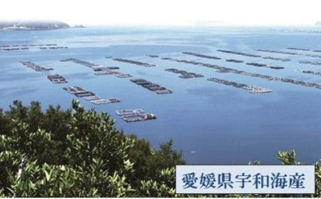 【※2024年1月～発送】愛媛県産養殖真鯛フィレ2枚（お頭付き冷凍）【GK001_x】