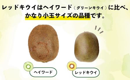 レッドキウイ フルーツ 紅妃 2kg Shirai.agrifarm フルーツ F012-115001