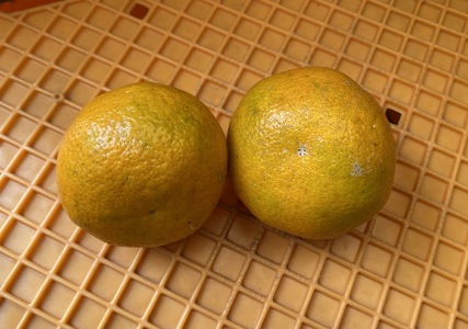 宮内 伊予柑 いよかん 5kg (約20個) 自然栽培 【2027年1月上旬頃から順次発送】 | 伊予柑 ミカン 柑橘 みかん 期間限定 フルーツ 果物 果実 愛媛県産 愛媛 松山 農薬不使用【IZ0041】