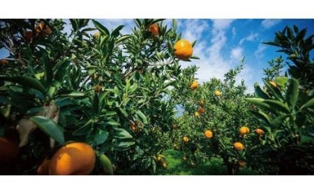 【2027年2月中旬頃から順次発送】せとか＜小玉＞ 約3kg | せとか 愛媛県 松山市 柑橘 小玉 こだま【KK0291】