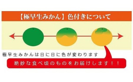 【2026年10月中旬頃から順次発送】温州みかん「極早生」〈秀品〉約5kg （ 愛媛産 愛媛県産 国産 愛媛みかん 愛媛蜜柑 愛媛ミカン みかん ミカン mikan 蜜柑 柑橘 フルーツ 果物 くだもの お取り寄せ 産地直送 数量限定 人気 おすすめ 愛媛県 松山市 送料無料 ）【KK0511】