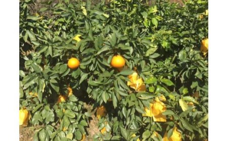 愛果28号 (紅まどんな と同品種) 小玉 約6kg 【2026年11月中旬頃から順次発送】 | あいか みかん みかん みかん みかん みかん【KK0702】