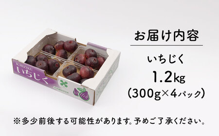 いちじく 約300g×4パック [OCU004] いちじく イチジク