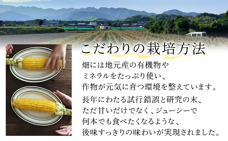 とうもろこし  朝採りスイートコーン（10本） 【6月中下旬～7月上中旬に順次出荷予定】 とうもろこし 