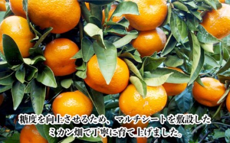 【数量限定】高糖度系 温州みかん(青島) 約10kg[OAF006] ミカン