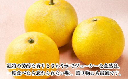 【数量限定】文旦(ぶんたん) 大玉 約8kg[OAF001] 文旦