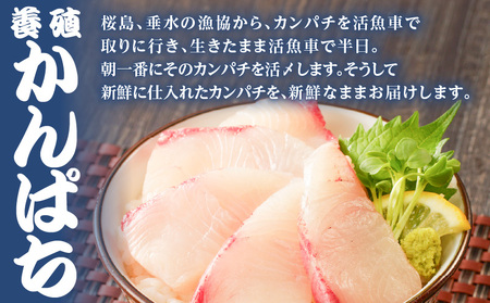 【 山実水産 】 もちもち 生カツオ (R) たたき 6節 + 養殖 かんぱち 柵 セット K046-001 魚