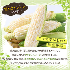 ＜先行予約受付中！2026年6月中旬以降順次発送予定＞白いとうもろこし「雪やこんコーン」(16本) 国産 トウモロコシ 玉蜀黍 ホワイト コーン 野菜 糖度 夏 イネ科 数量限定 期間限定【うとさんち】akn067-12