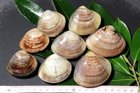 桑名はまぐり屋　蓄養はまぐり　3年?6年もの　3kg_蛤　ハマグリ　魚介　貝　魚貝　活はまぐり　焼きはま　海鮮　網焼き　酒蒸し　お吸い物　パエリア　パスタ　bb02