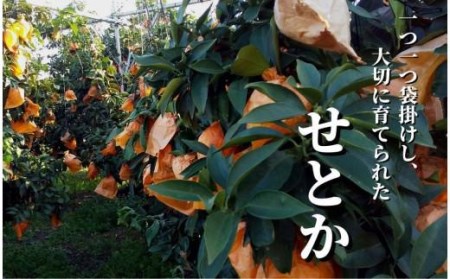 【2027年2月頃から順次発送】＜せとか＞ 秀~優品 約 5kg 愛媛 松山 みかん 蜜柑 柑橘 果物 くだもの フルーツ お取り寄せ グルメ 期間限定 数量限定 人気 おすすめ 愛媛県 松山市【PT019_x】